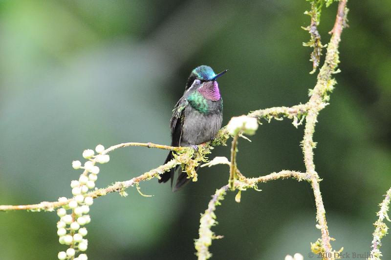 2010-09-17_17-40-21 (1).jpg - Purple-throated Mountain-gem, Selvatura Park, Monteverde, Costa Rica